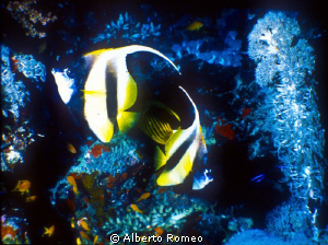 2 butterflyfish and softcoral by Alberto Romeo 